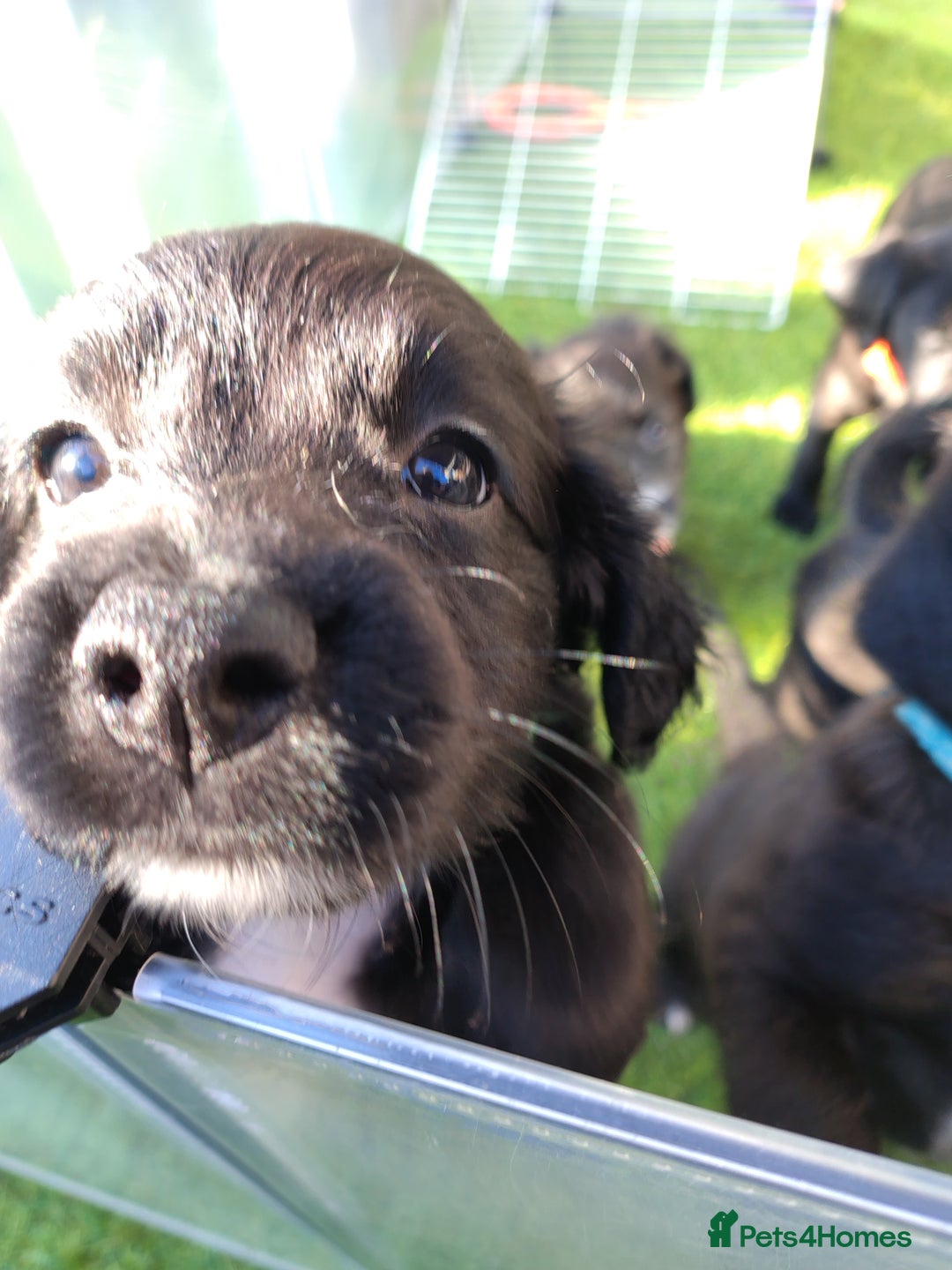 Mixed Breed dogs for sale: READY!! Sprocker jack pups + free bag in Hereford - Image 28