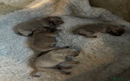 Staffordshire Bull Terrier dogs for sale: Beautiful blue staff puppies for sale  - Image 4