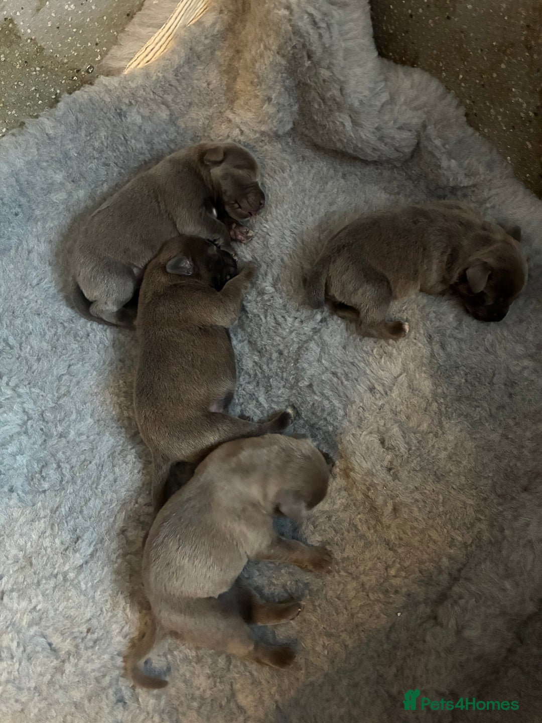 Staffordshire Bull Terrier dogs for sale: Beautiful blue staff puppies for sale  - Image 4