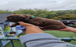 Mixed Breed dogs for sale: cane corso x mastiff pups for sale - Image 2