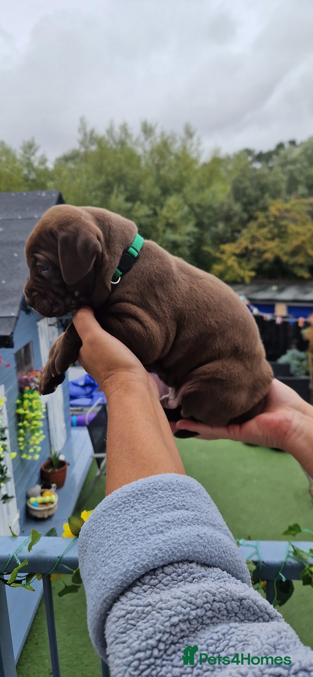Mixed Breed dogs for sale: cane corso x mastiff pups for sale - Image 2