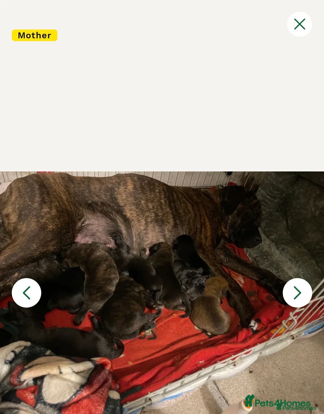 Mixed Breed dogs for sale: Cane corso puppy  - Advert 2
