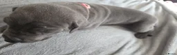 Great Dane dogs for sale: Great dane pups  - Advert 21