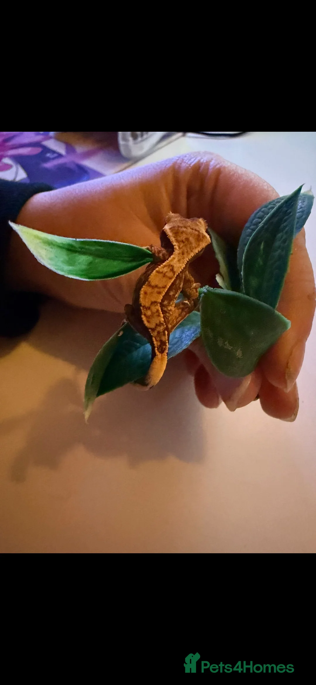 Gecko reptiles for sale: Baby crested gecko  - Advert 3