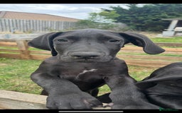 Great Dane dogs for sale: 2 beautiful black Great Danes - Image 5