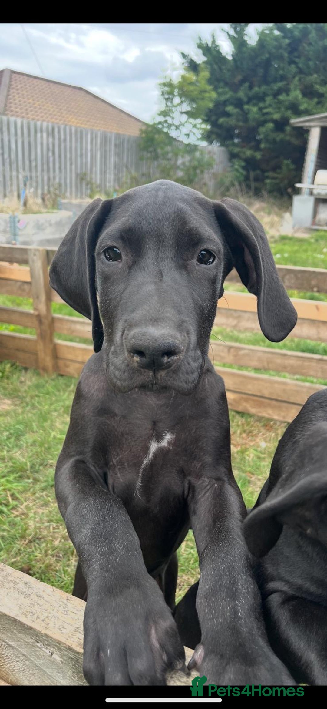 Great Dane dogs for sale: 2 beautiful black Great Danes - Image 5