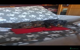 Dachshund dogs for sale: Beautiful Dachshund Puppies - Advert 33