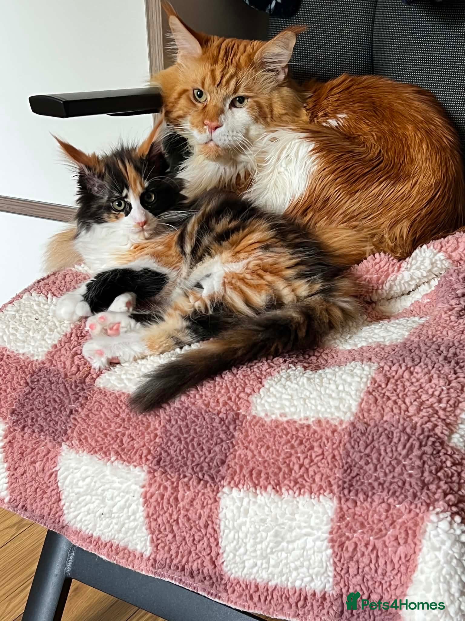 Maine Coon cats Stunning 6-Month-Old Maine Coon Kitten - Advert 15