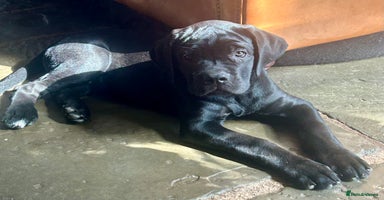 Cane Corso dogs in Newark - Advert 10