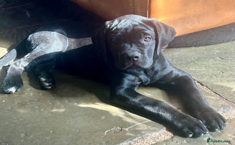 Cane Corso dogs in Newark - Advert 1