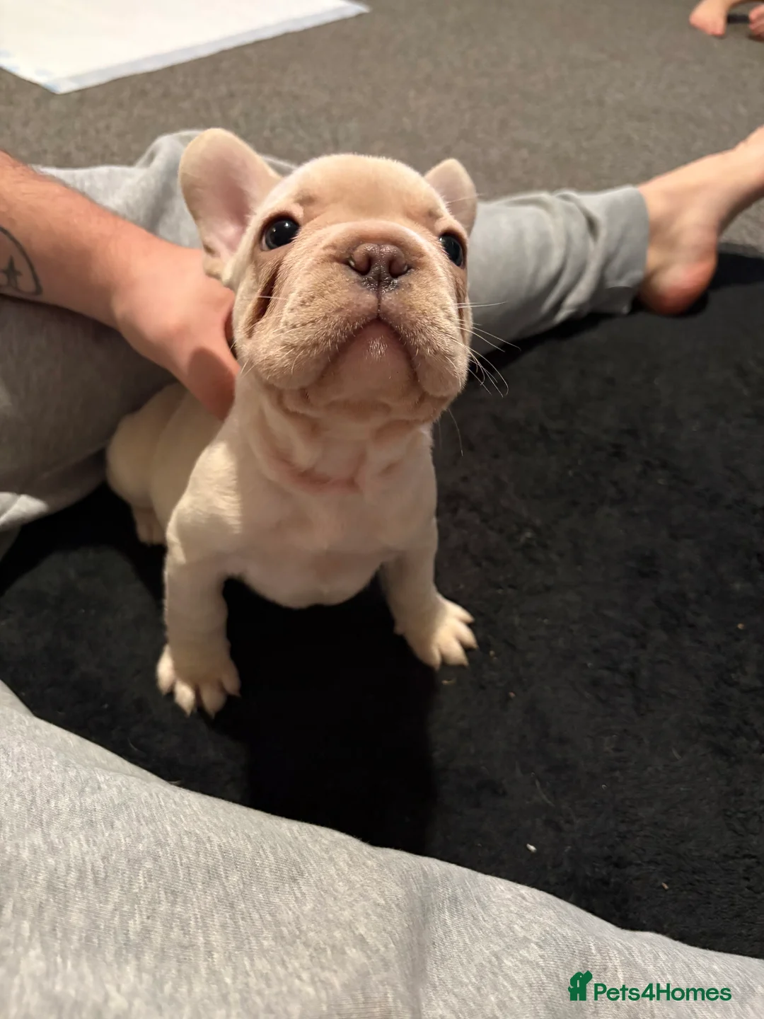 French Bulldog dogs for sale: Last 2 french bulldog pups available  - Advert 6