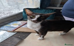 Oriental cats for sale: Orientals for sale  - Image 12