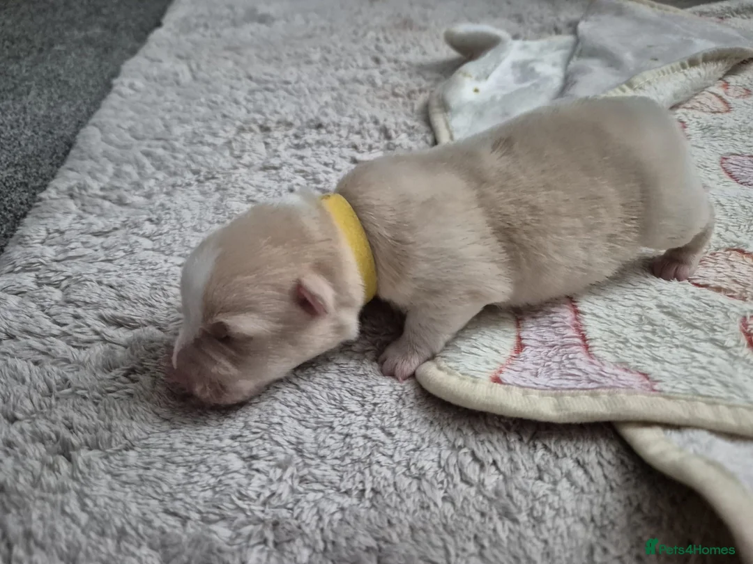 Welsh Corgi Pembroke dogs for stud: Pembrokeshire corgi fully genetically tested  in Abergele - Advert 5