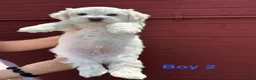 Bichon Frise dogs for sale:     🐶 6 Adorable Puppies Looking for a Home - Advert 31