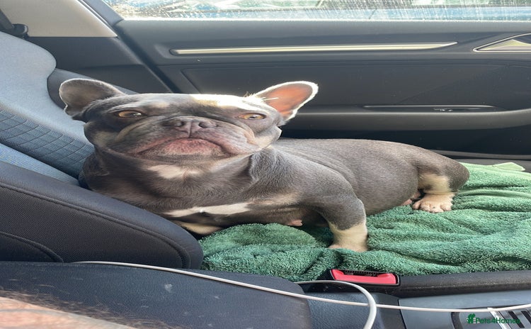 French Bulldog dogs Beautiful French bulldogs  - Advert 4