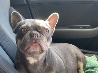 French Bulldog dogs Beautiful French bulldogs - Advert 8