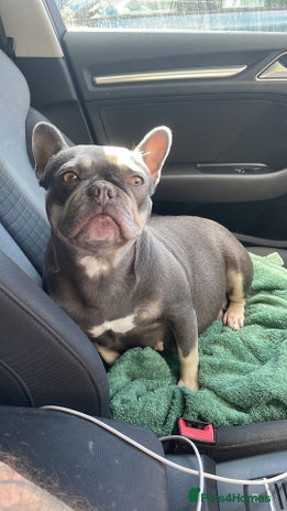 French Bulldog dogs Beautiful French bulldogs - Advert 3