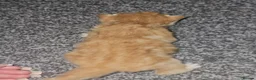 Mixed Breed cats for sale: Beautiful kittens ( ginger girls)  - Advert 10
