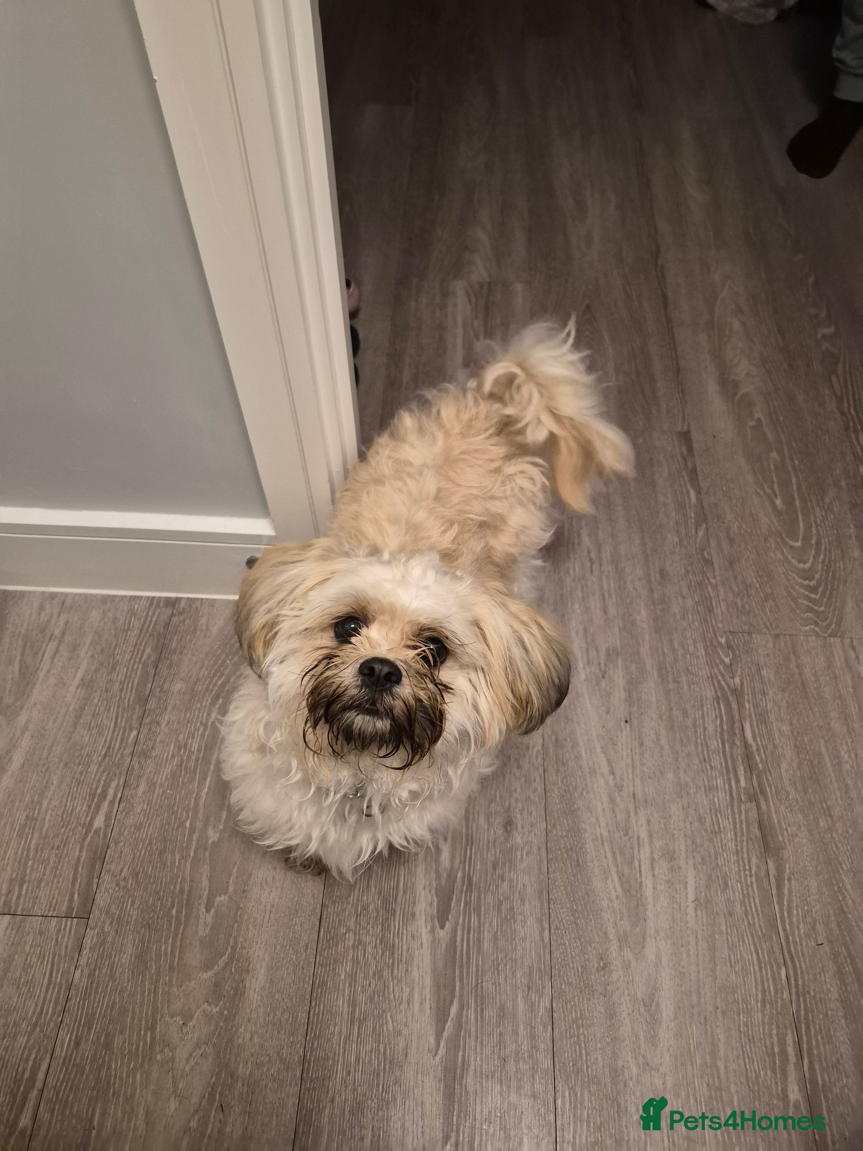 Shih Tzu dogs Female Shitzu  - Advert 1