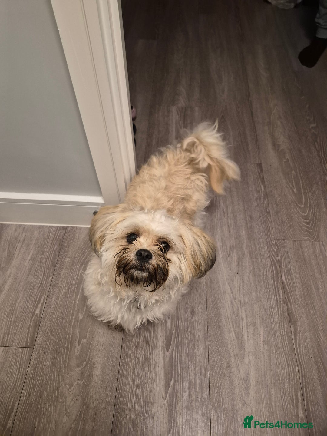 Shih Tzu dogs for sale: Female Shitzu  - Advert 1