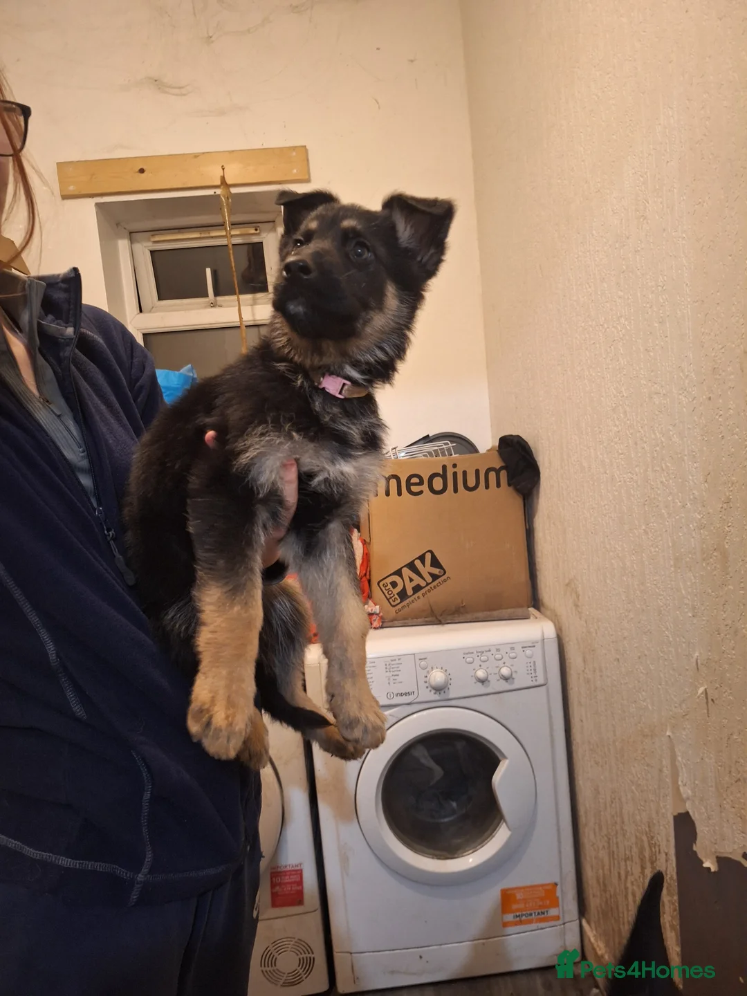 German Shepherd dogs for sale: German shepherd puppies  - Advert 5