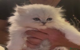 Persian cats for sale: persian chinchilla kittens  - Image 7