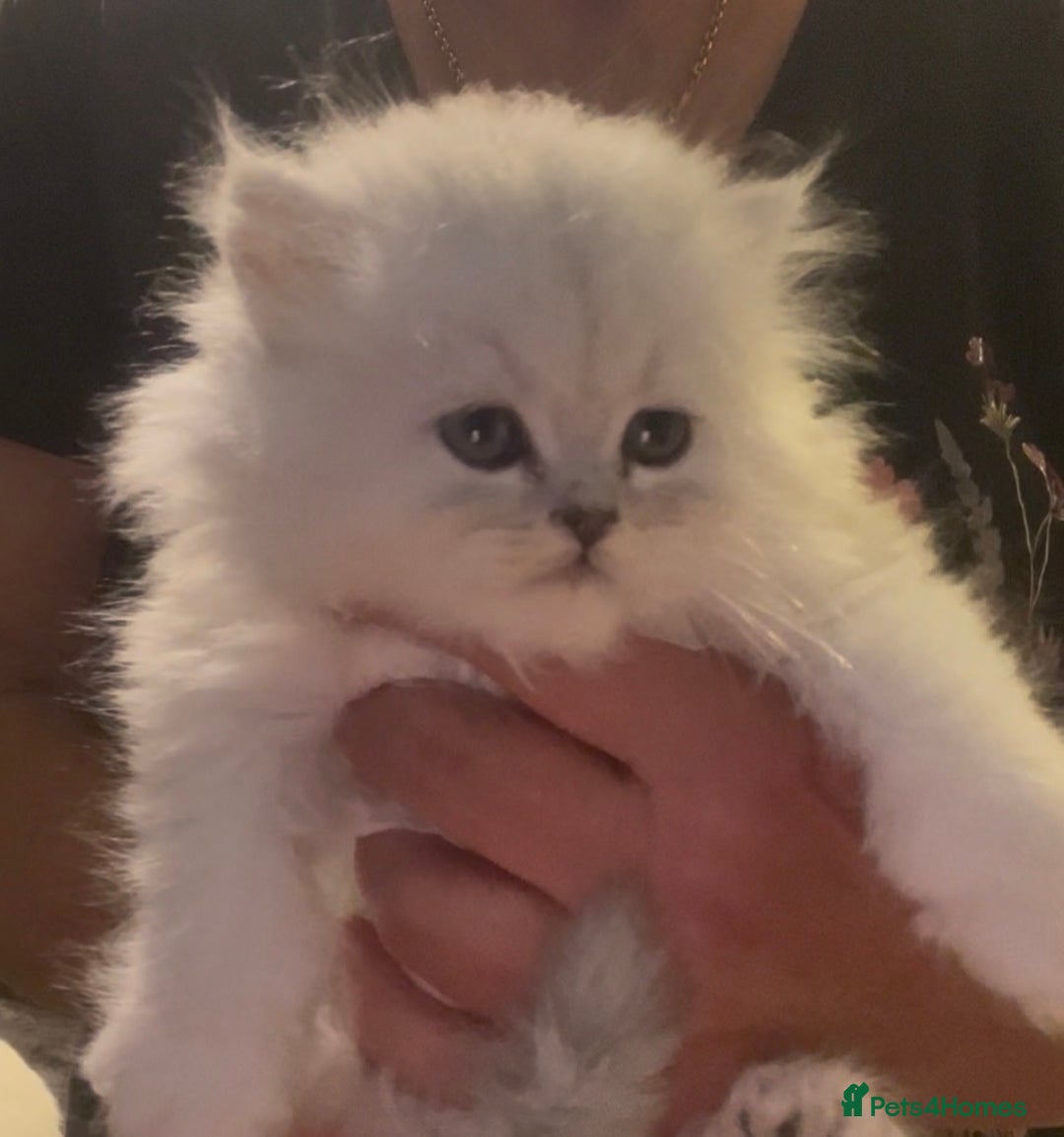 Persian cats for sale: persian chinchilla kittens  - Image 7
