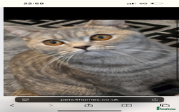 British Shorthair cats for sale: Reduced last bsh kitten available  - Image 8