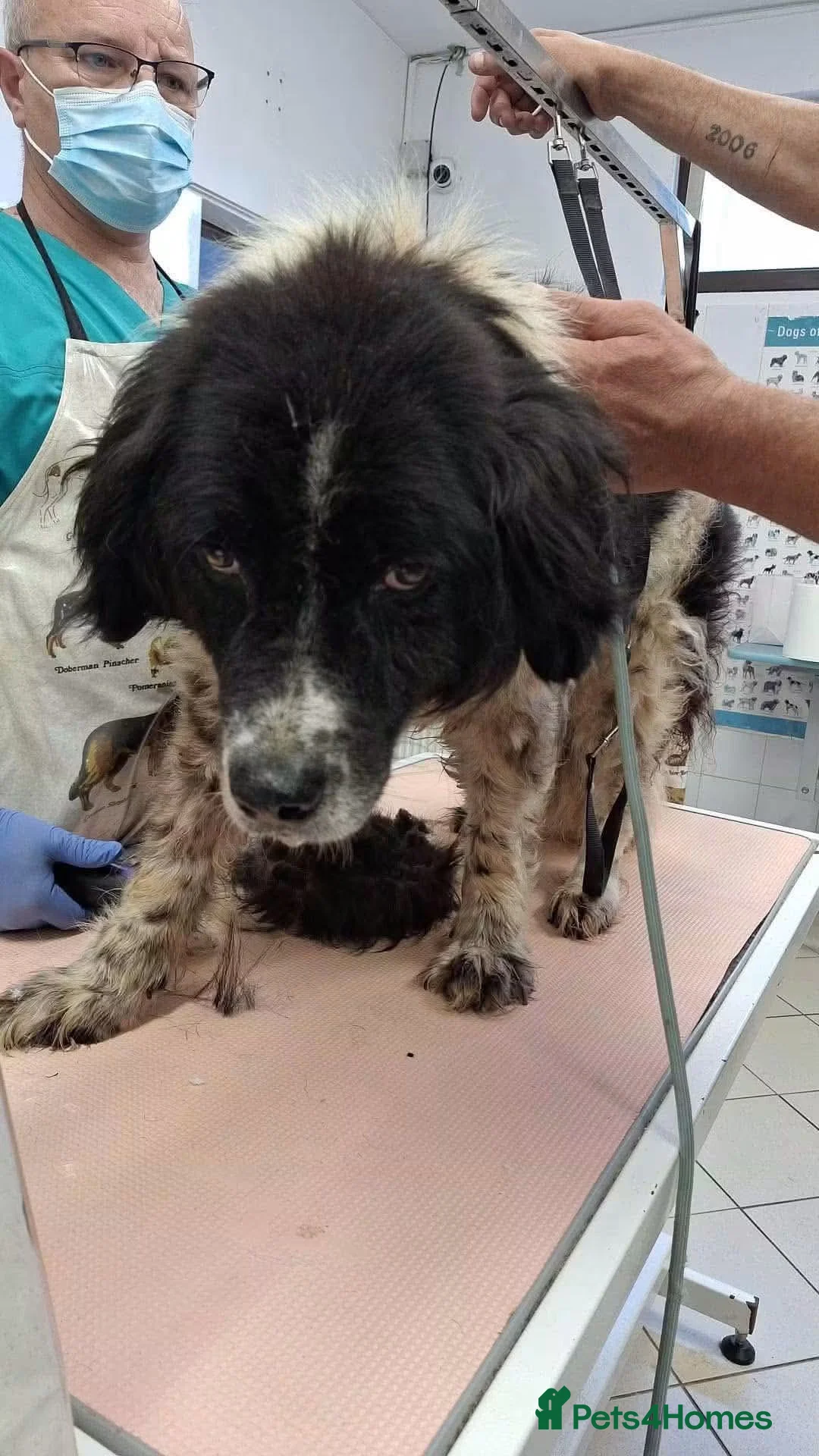 Mixed Breed dogs for adoption: 💙🐾 Could Fred finally get a happy ending  - Advert 2