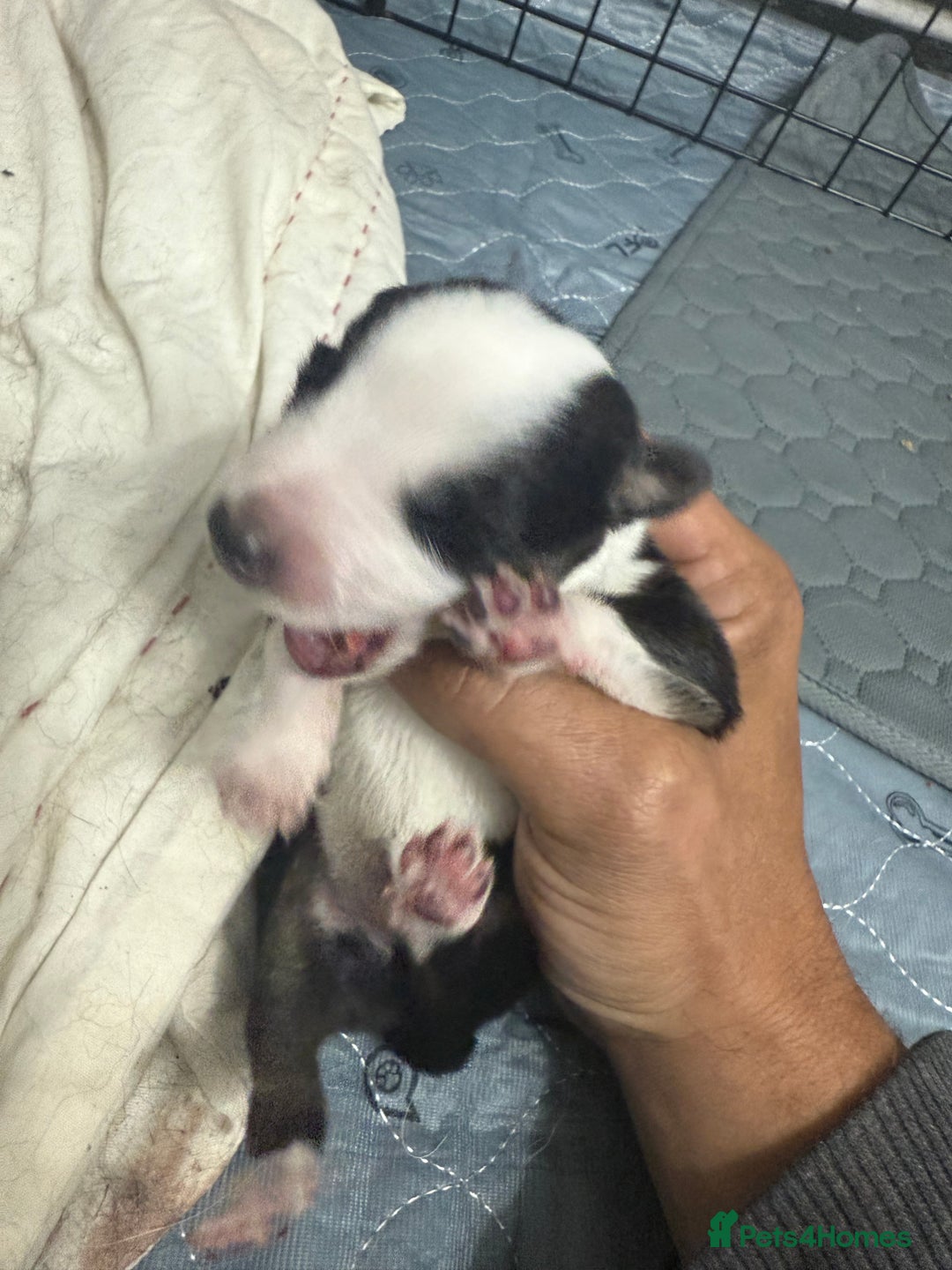Border Collie dogs for sale: Border collie pups - Image 17