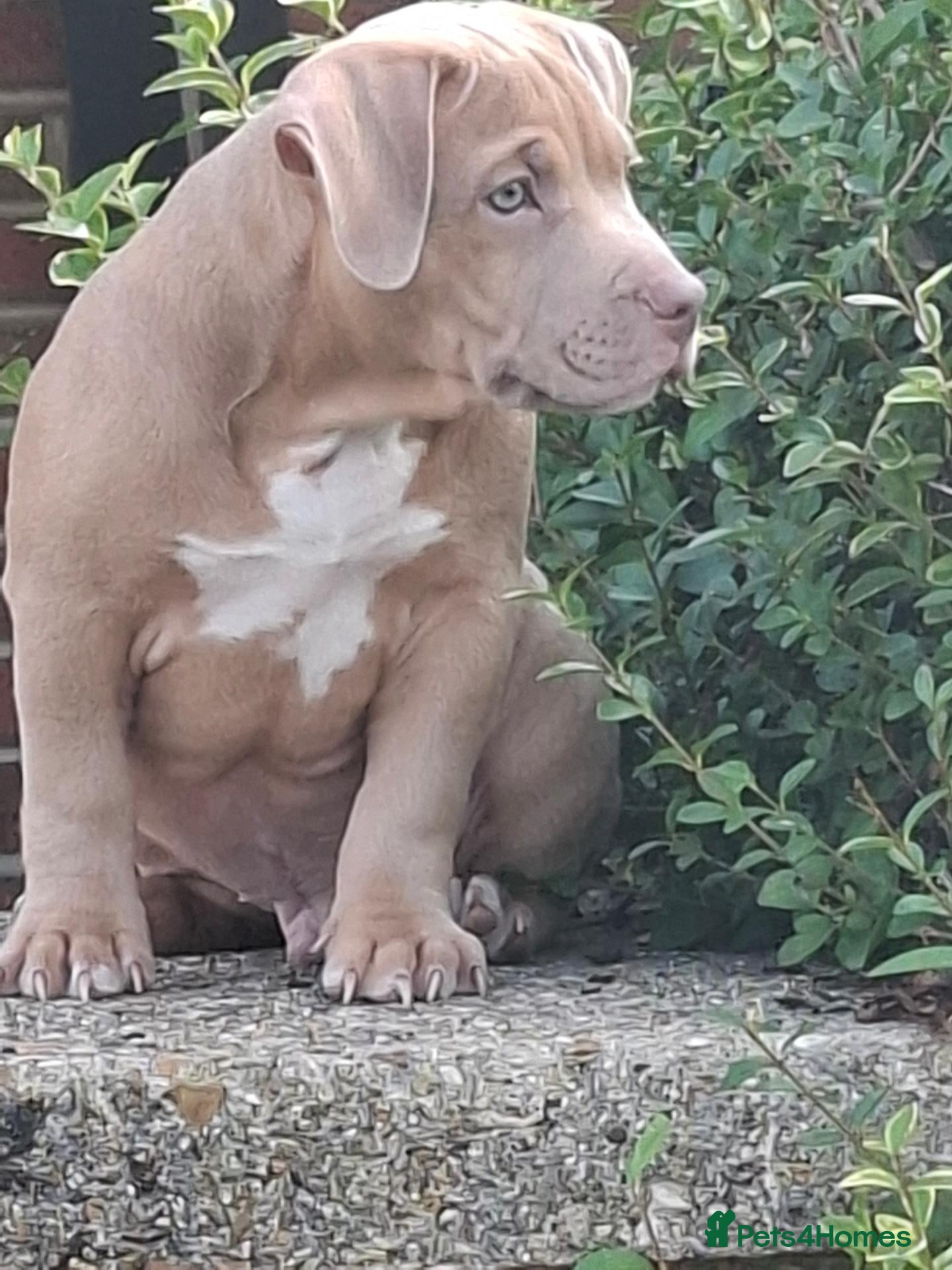 American Bully dogs Sonny- big male puppy - Advert 5