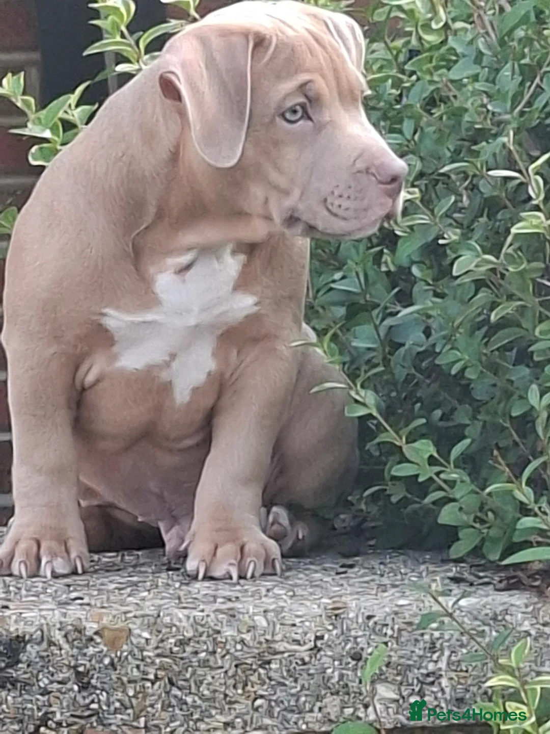 American Bully dogs for sale: Sonny- big male puppy in Portsmouth - Advert 1