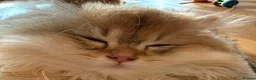 British Longhair cats for sale: Show Quality Golden BLH chinchillas - Advert 3