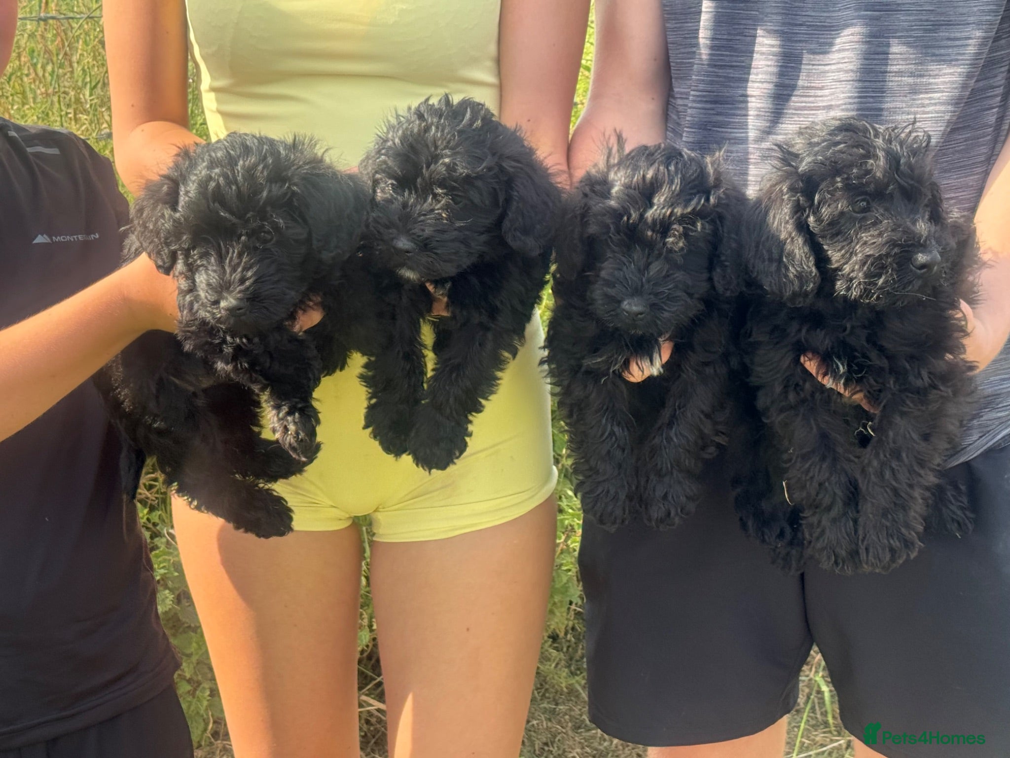 Schnoodle dogs Schnoodles READY NOW - Advert 2