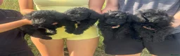 Schnoodle dogs for sale: Schnoodles READY NOW - Advert 6