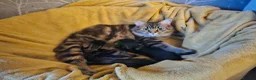 Maine Coon cats for sale: Maine Coon X kittens - Advert 3