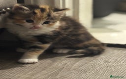 Mixed Breed cats for sale: 5 fluffy kittens  - Image 15