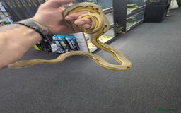 Python Snake reptiles for sale: Super dwarf retic - Image 2