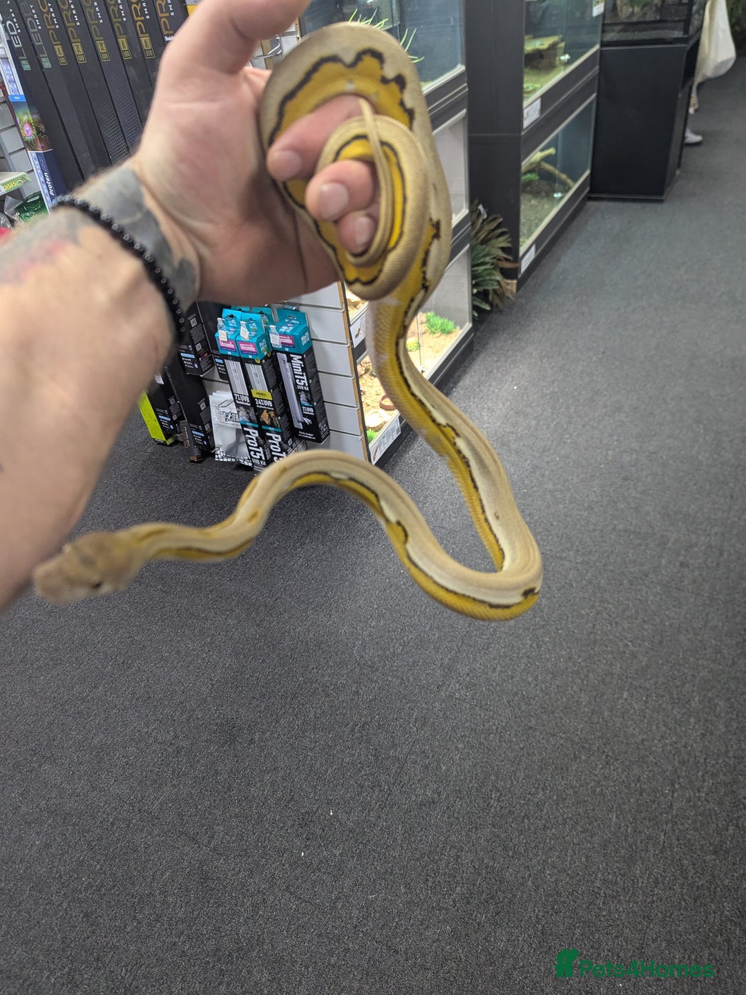 Python Snake reptiles for sale: Super dwarf retic - Image 2