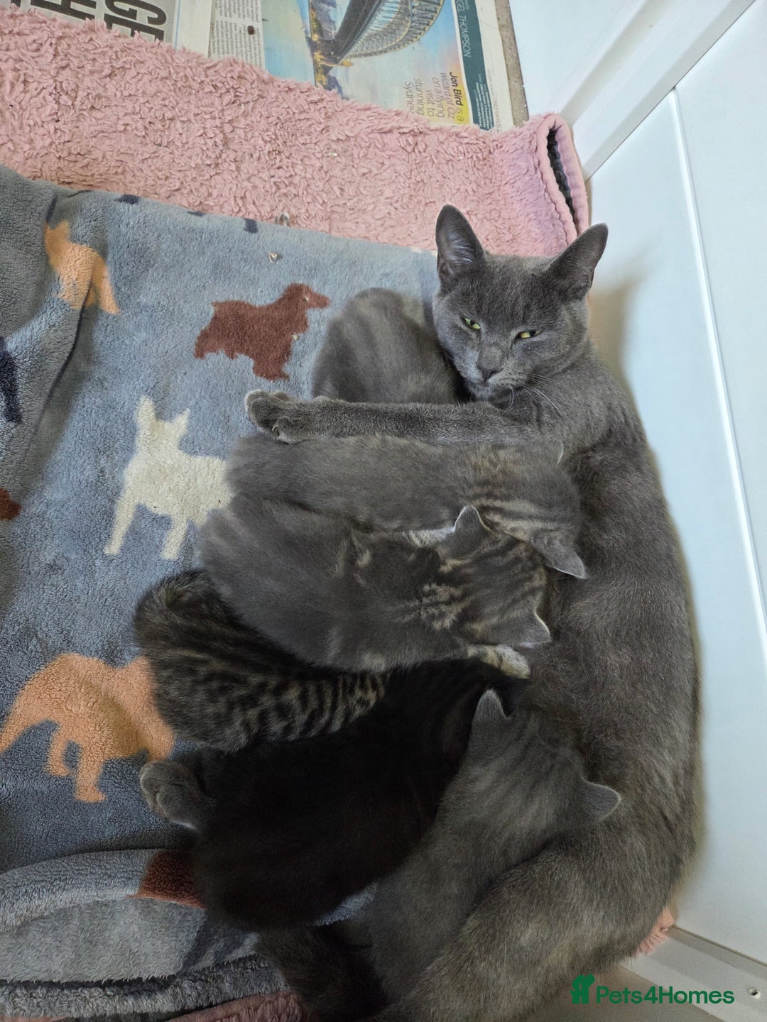 Mixed Breed cats for sale: Beautiful kittens  - Image 23