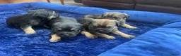 Border Terrier dogs for sale: Beautiful border terrier puppies  - Advert 4