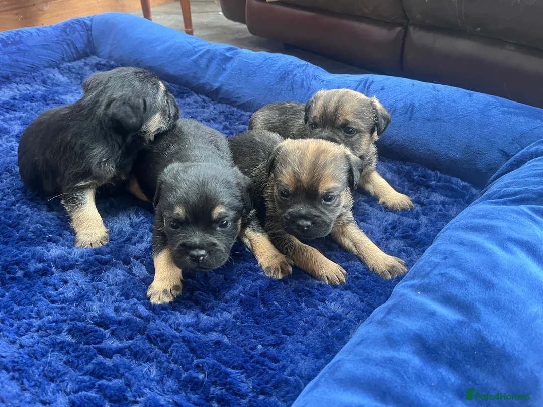 Border Terrier dogs for sale: Beautiful border terrier puppies  - Advert 4