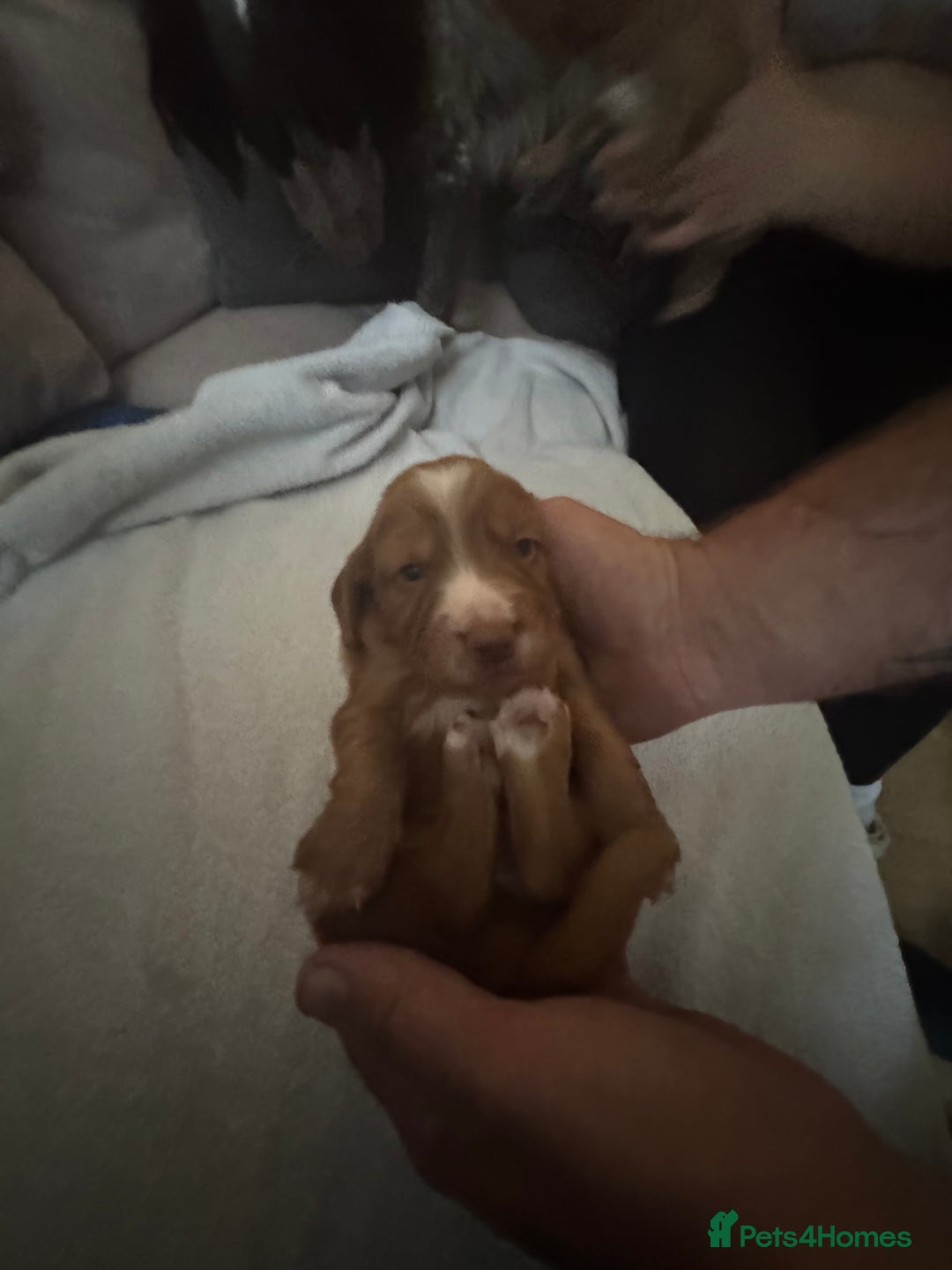 Cocker Spaniel dogs for sale: Cocker spaniel Puppies  - Advert 12