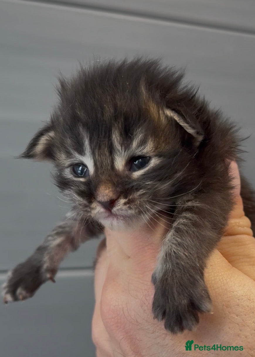 Maine Coon cats XL beautiful maine coon kittens  - Advert 1