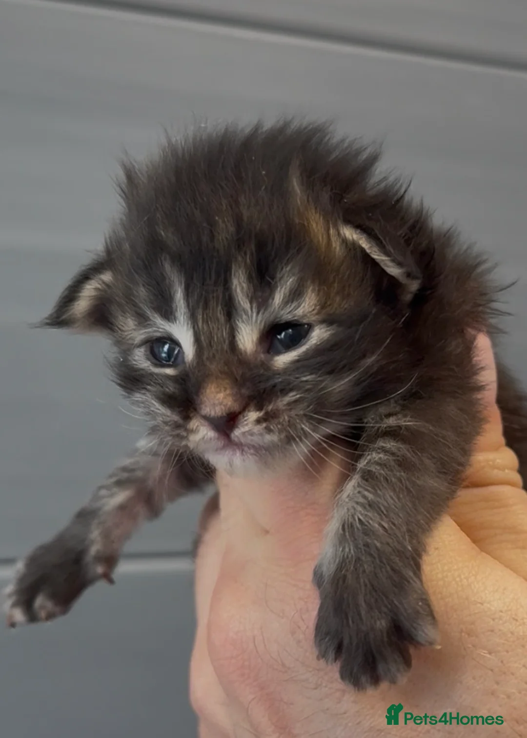 Maine Coon cats for sale: XL beautiful maine coon kittens  in Spalding - Advert 1