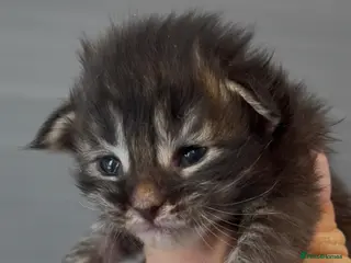 Maine Coon cats XL beautiful maine coon kittens - Advert 11