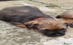 Border Terrier dogs for sale: 2 border terrier girls - Image 7