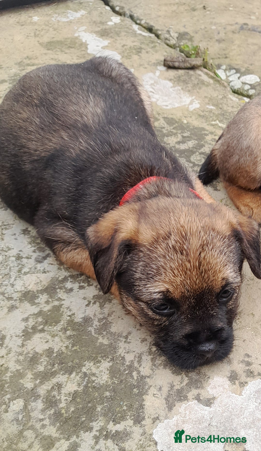 Border Terrier dogs for sale: 2 border terrier girls - Image 7