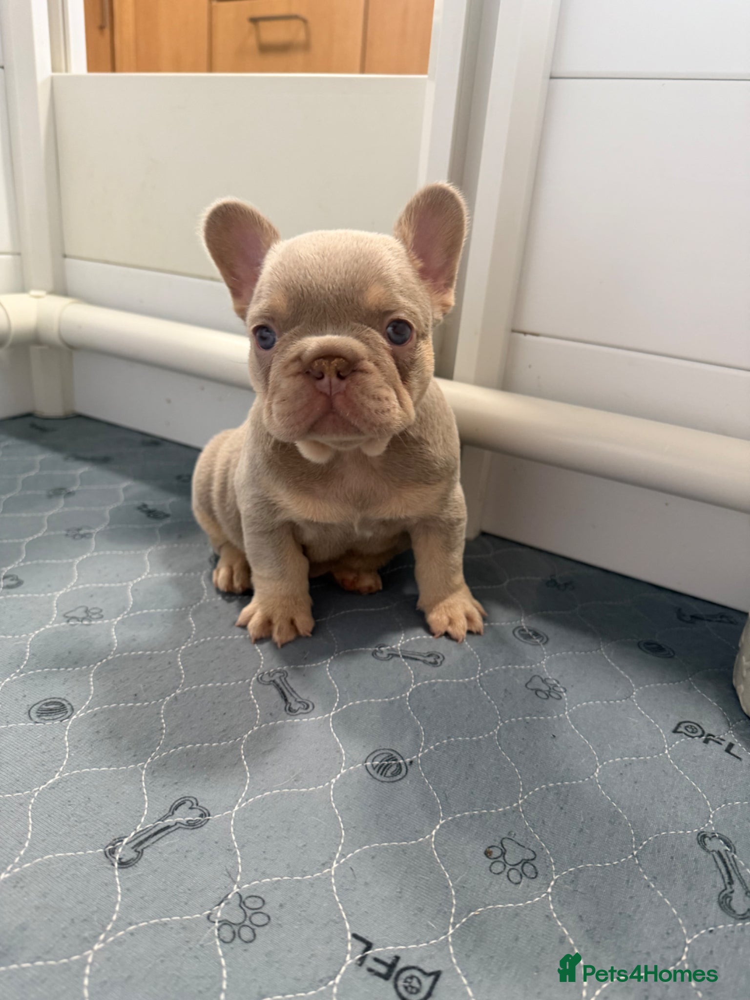 French Bulldog dogs Exotic French Bulldog Puppies  - Advert 5