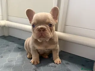 French Bulldog dogs Exotic French Bulldog Puppies - Advert 5